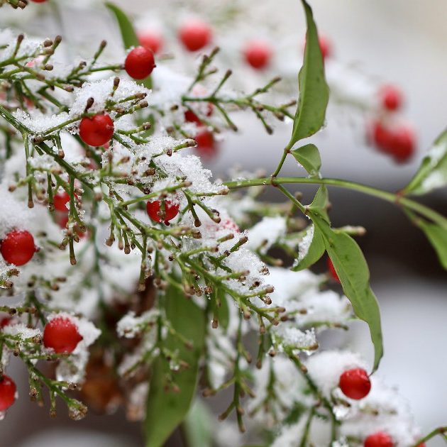 seasons