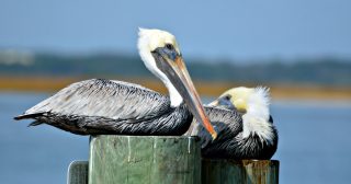 Pelicans resting on pilings along the river's edge at St. Augustine, Florida.