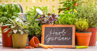 Herb garden at home yard in with pots of herbs in front of fence