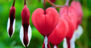 Love is the greatest weapon