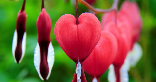 Love is the greatest weapon